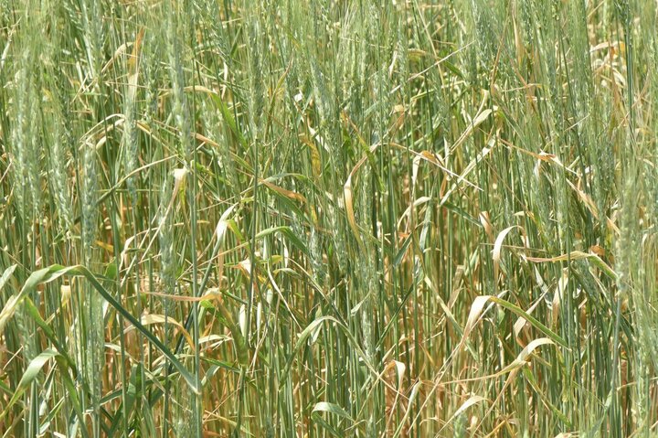 Septoria tritici blotch on wheat