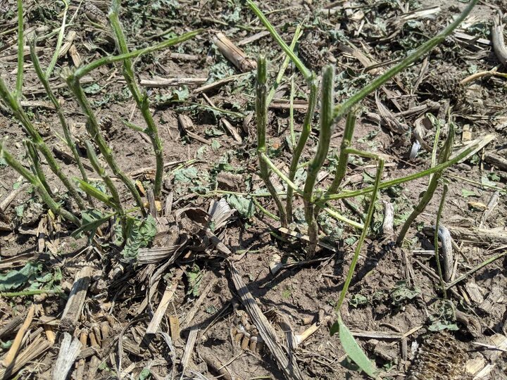 Hail damaged corn