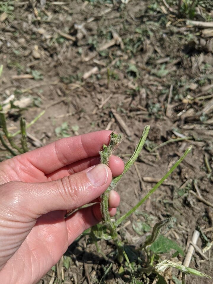 Hail damaged corn