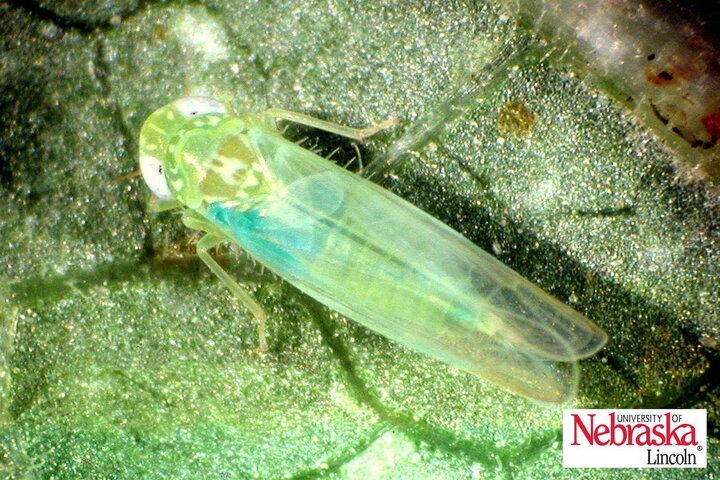 Potato leafhopper