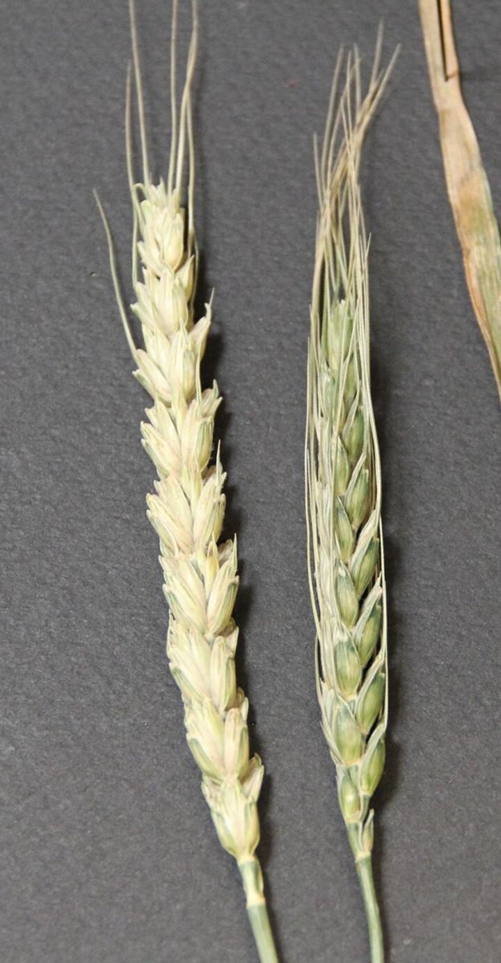 Bleached wheat head comparison