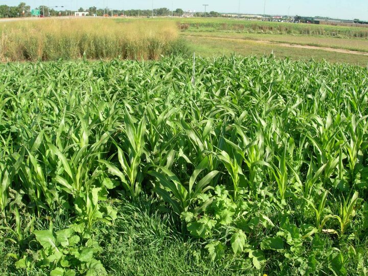 “Pasture forage