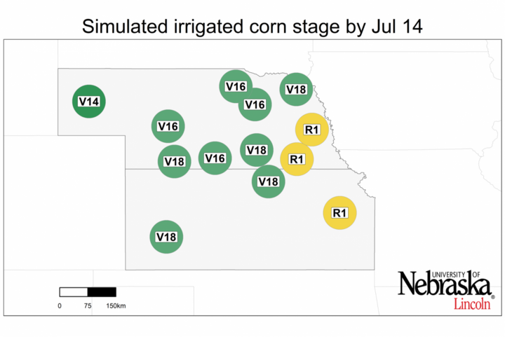 Graph of Simulated developmental stage for irrigated and rainfed corn at each location