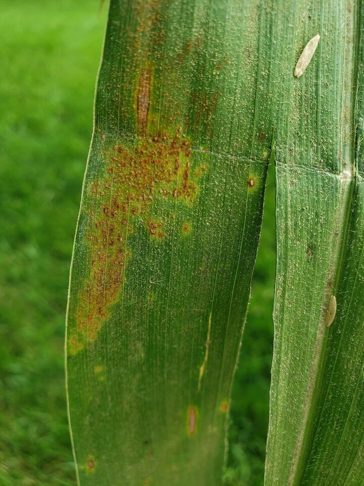 Southern rust on corn