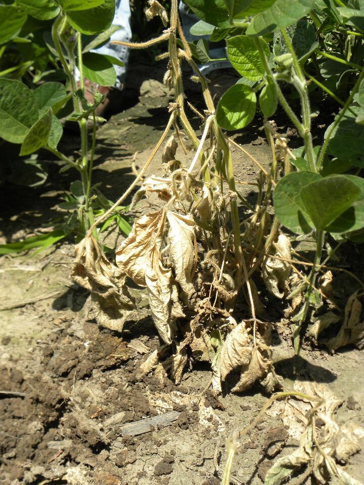 Phytophthora root rot