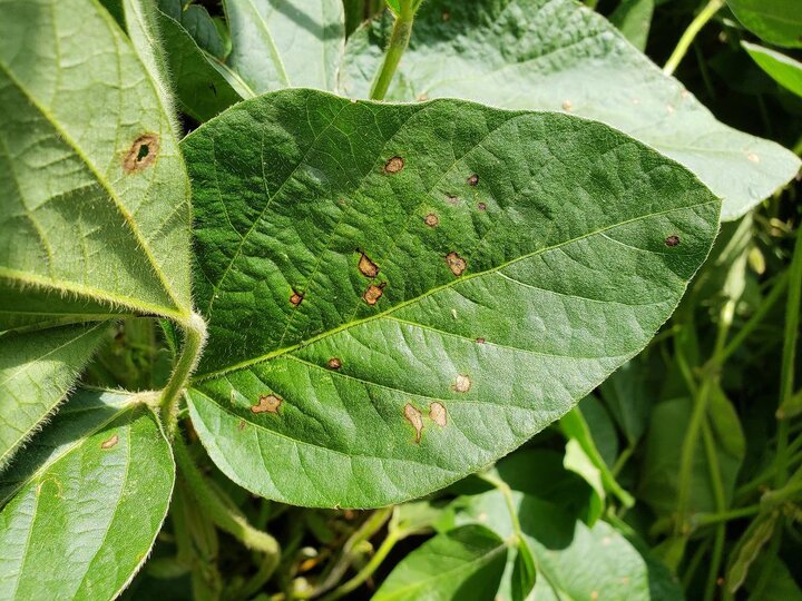 Frogeye leaf spot