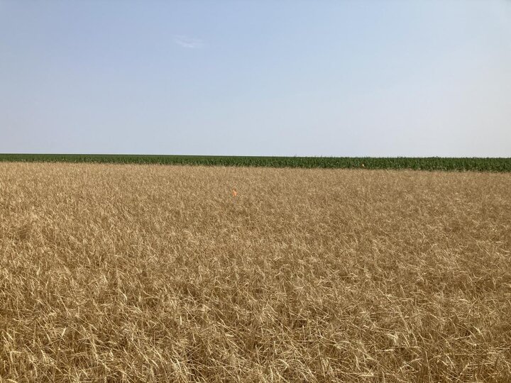 Hail damaged winter wheat