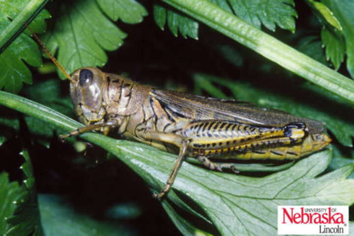 Adult differential grasshopper