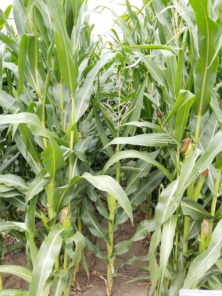 Volunteer corn
