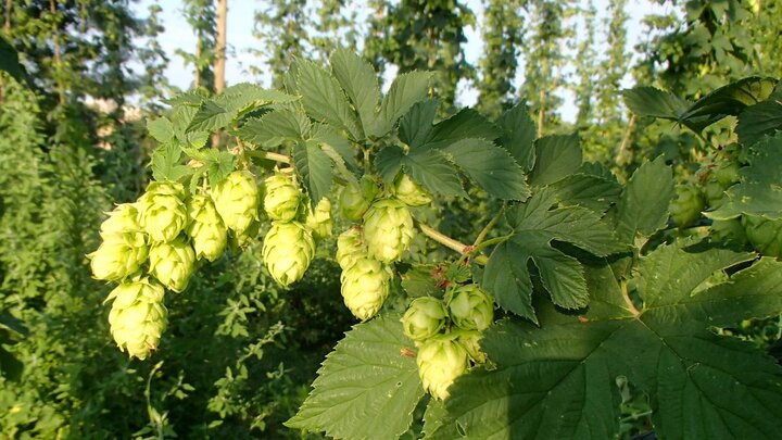 Hops plant