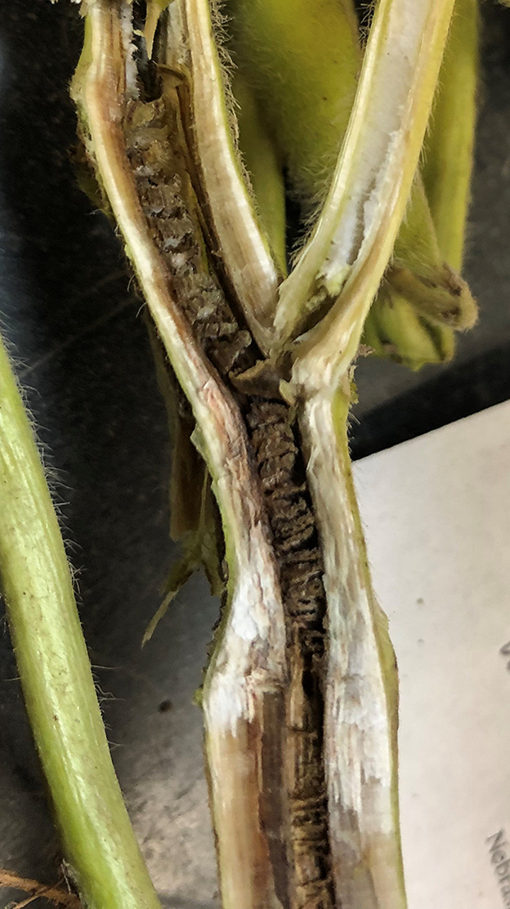 Brown Stem rot internal browning