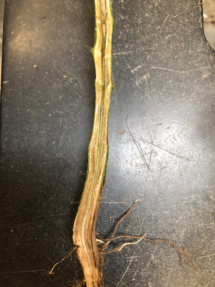 SDS vascular discoloration
