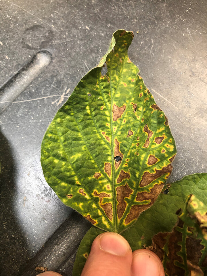 Soybean leaf chlorosis and necrosis