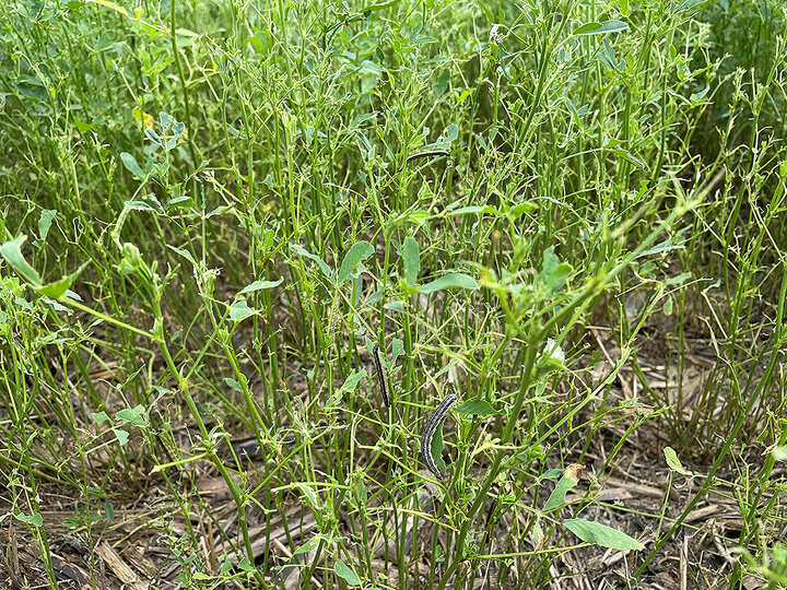 Alfalfa defoliation by fall armyworms