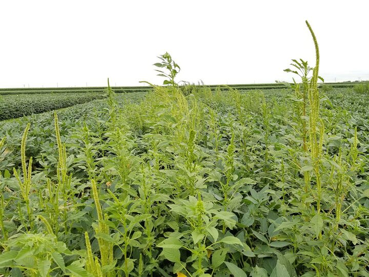 Glyphosate-resistant Palmer amaranth in soybean field