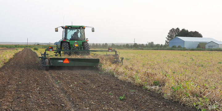 Dry bean harvest