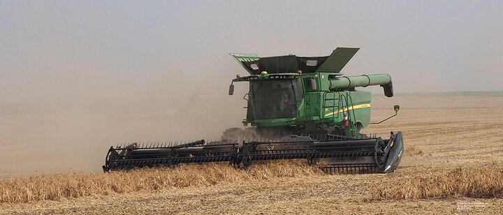 Dry bean harvest with combine