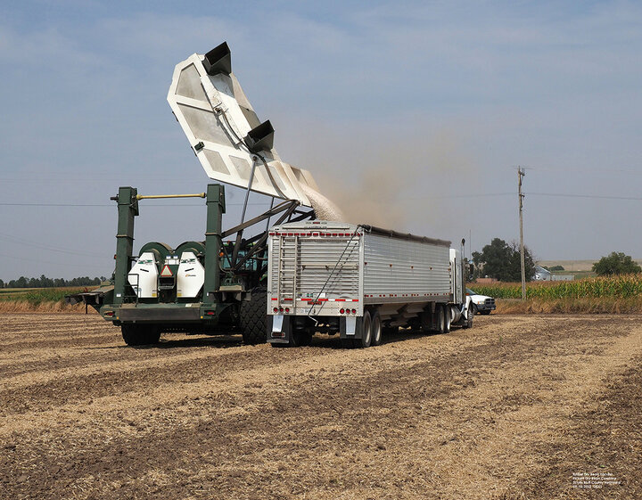 Dry beans in semi-trailer