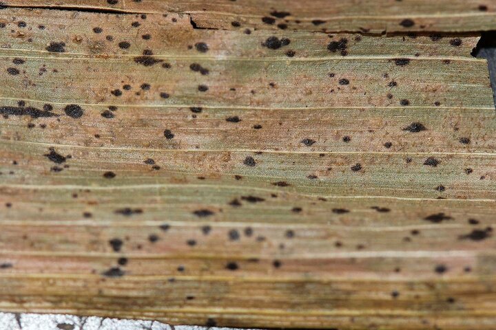 Tar spot on corn leaf