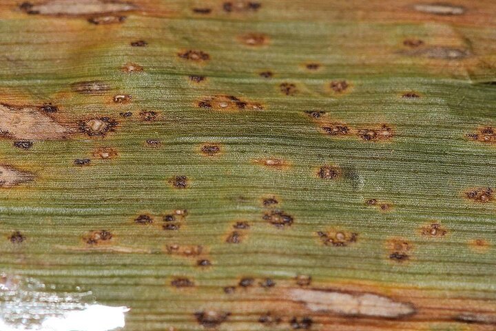 Rust fungi on corn leaf