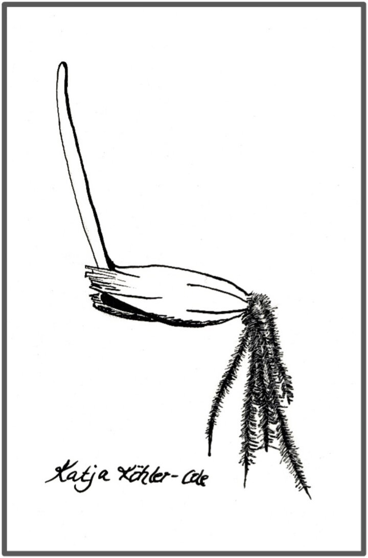 Germinating oat seed illustration