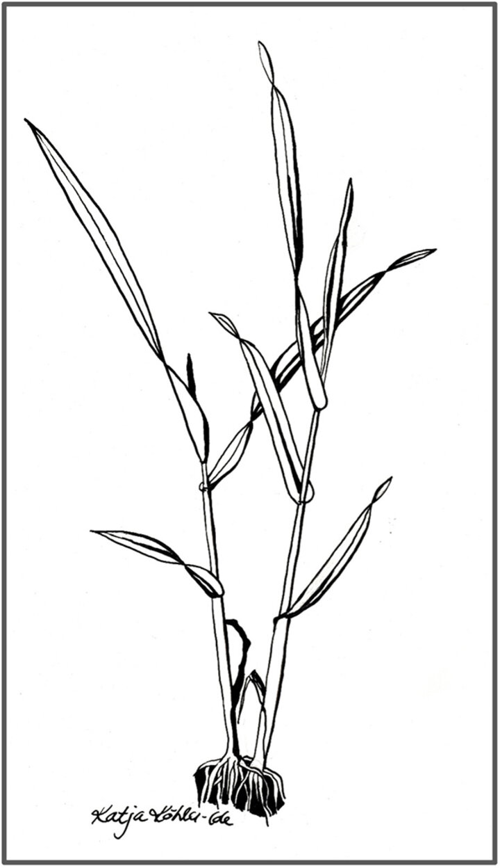 Rye stem elongation stage illustration