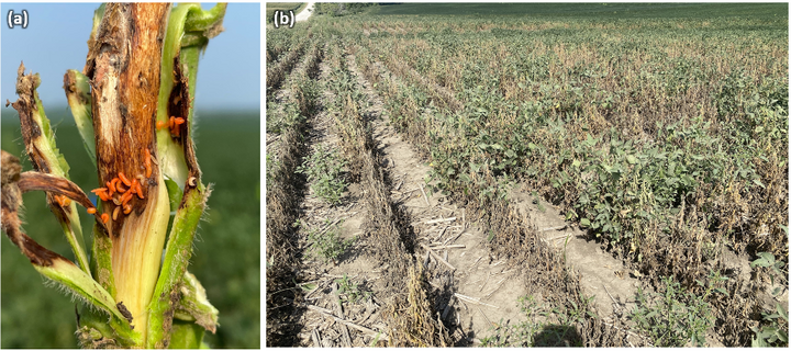 Soybean gall midge infested field