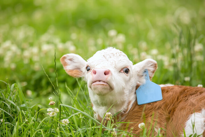 Cattle in clover pasture