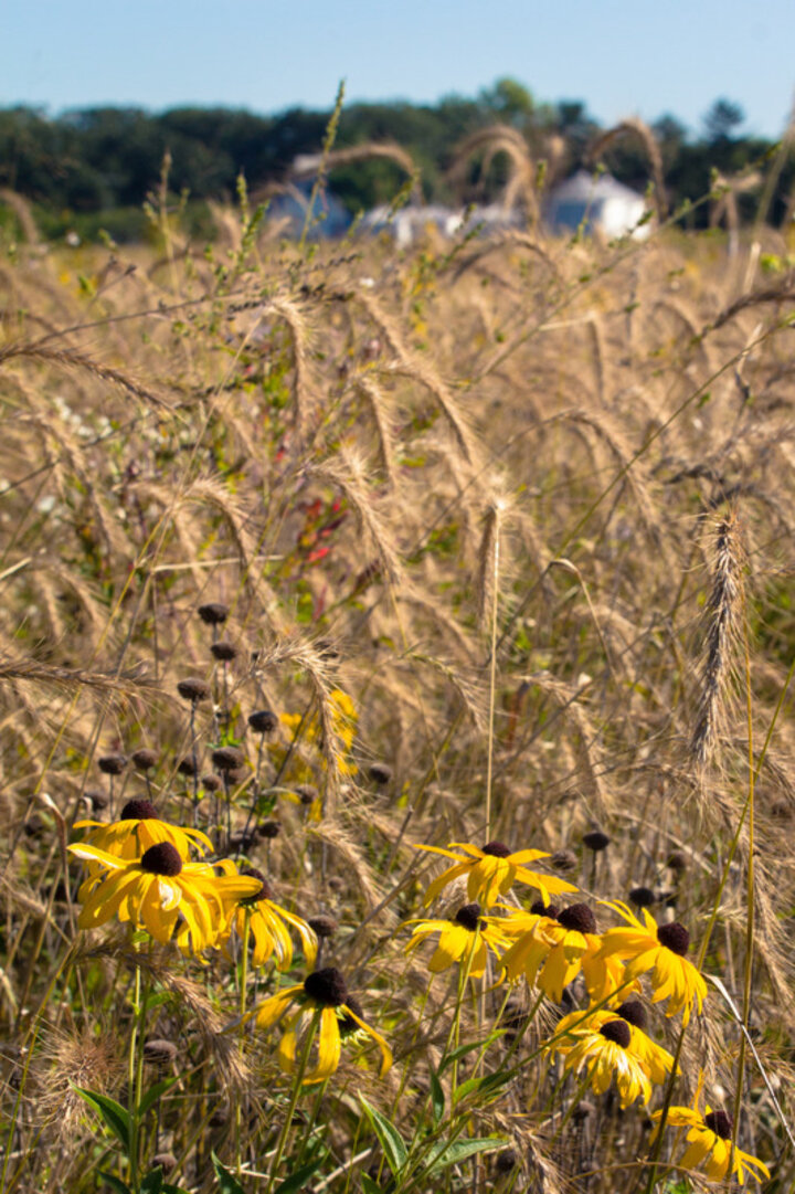 Prairie grasses