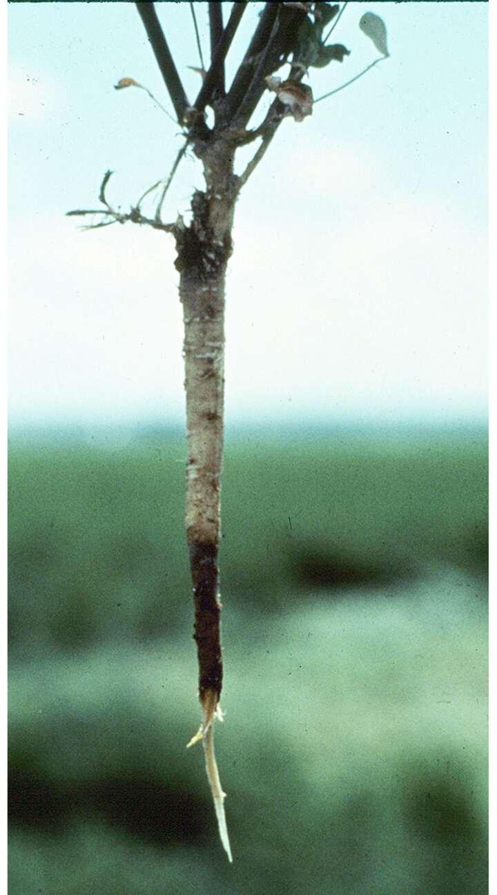 Infected alfalfa plants