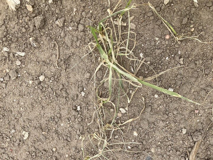 Damaged wheat stands