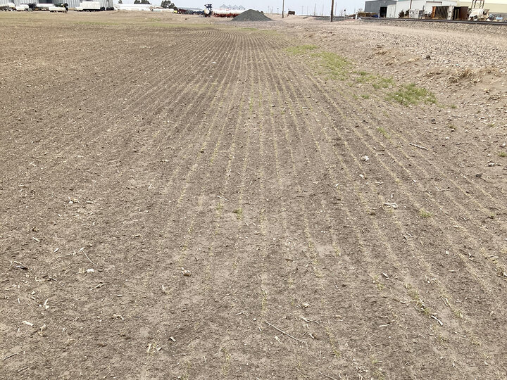 Damaged wheat stands