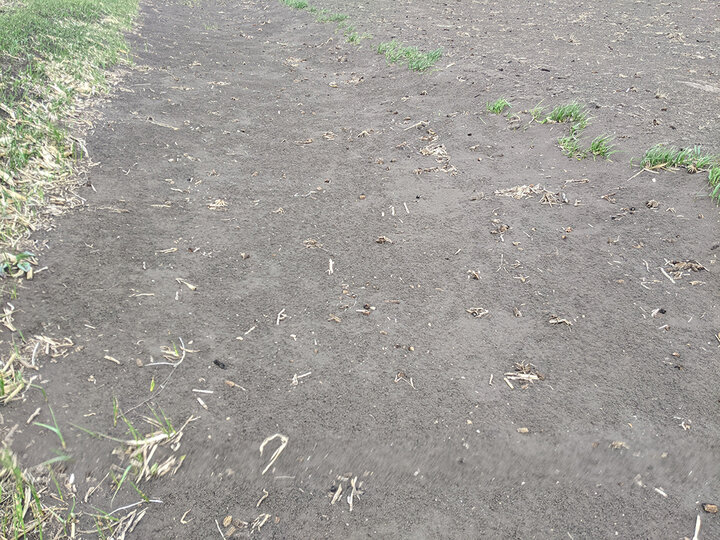 Bare field with dark, exposed soil and scattered crop residue, showing sparse green regrowth along rows and field edges.