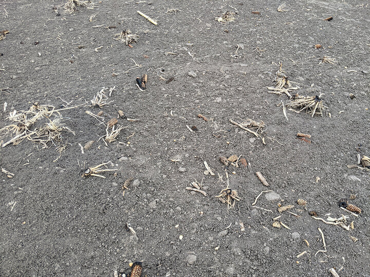 Close-up of a bare field surface with dark soil, scattered corn cobs, residue fragments, and little to no visible plant regrowth.