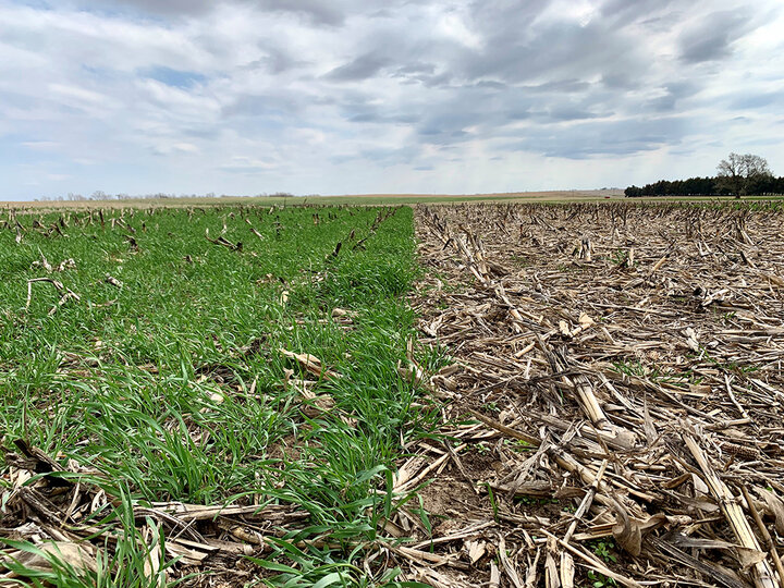 Cover crop planted field