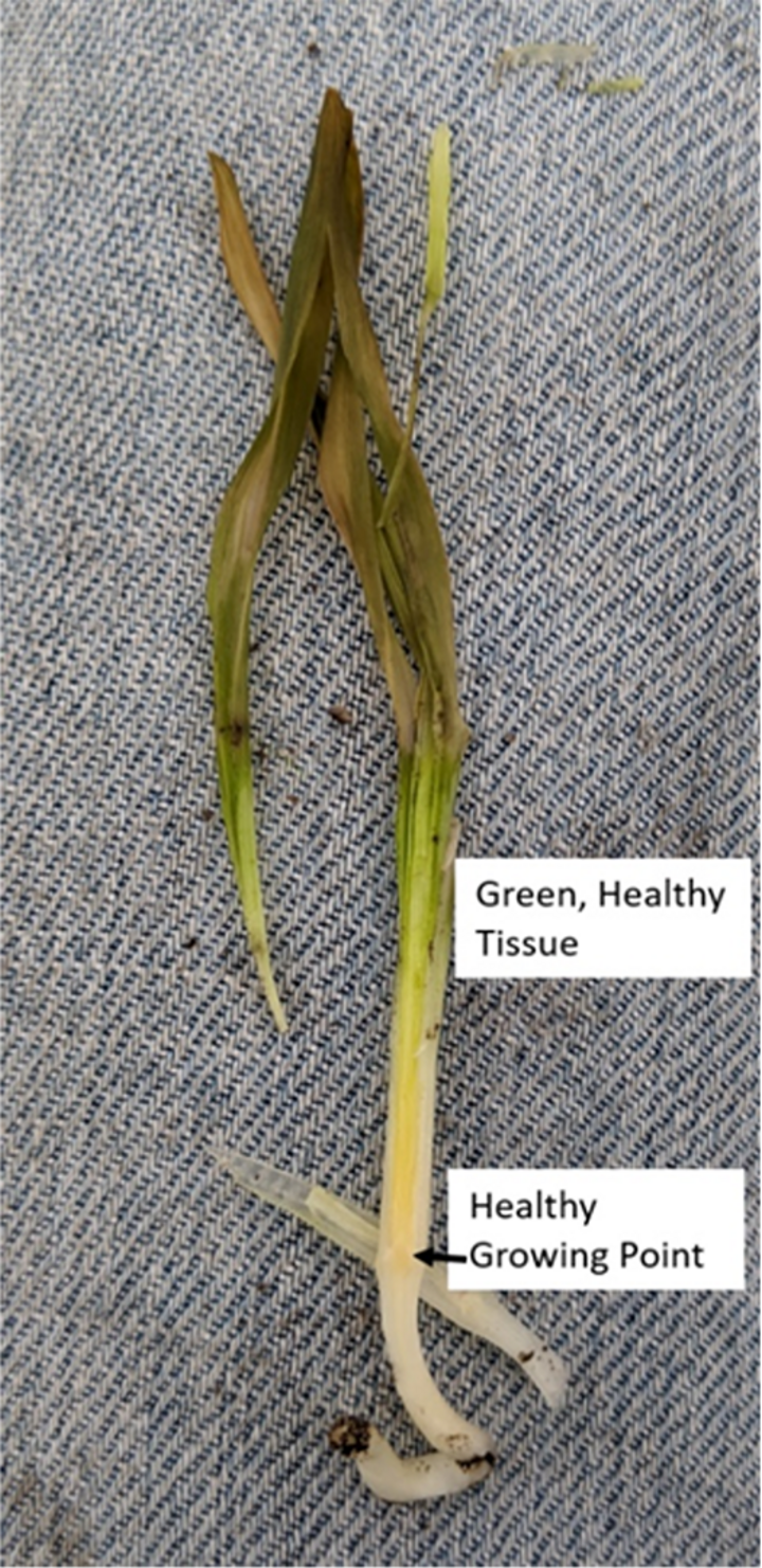 Corn seedling affected by frost