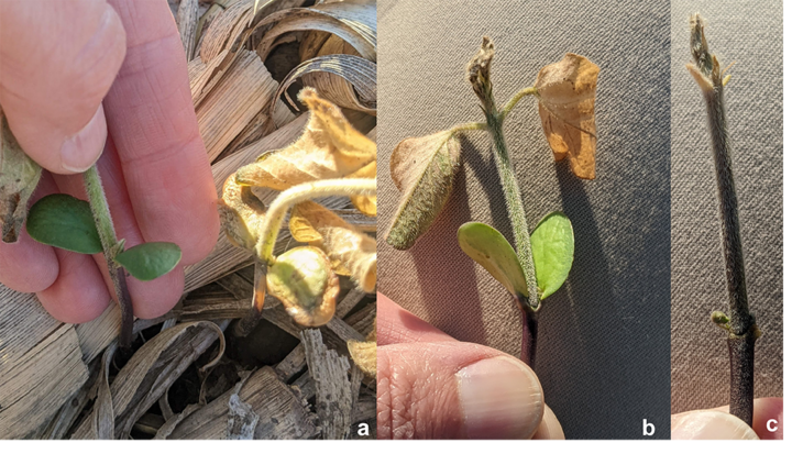 Freeze damaged soybeans