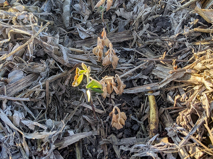 Healthy plants under residue