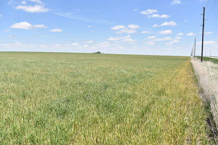 Wheat with barley yellow dwarf