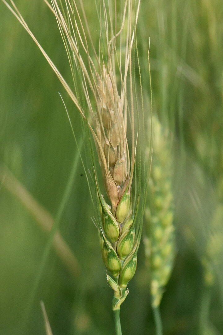 Fusarium head blight