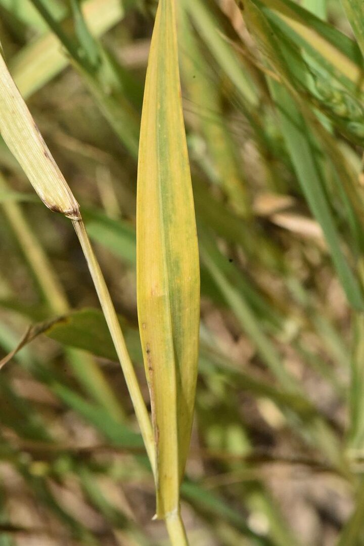 Wheat with barley yellow dwarf