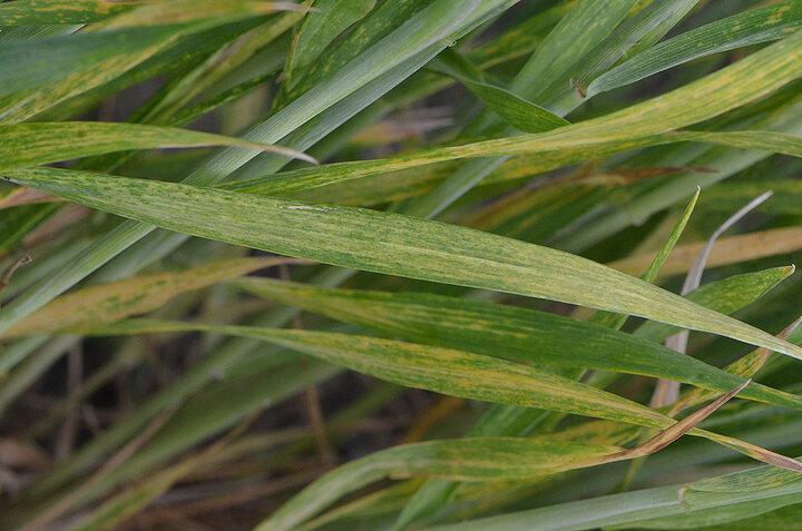 Wheat with wheat streak mosaic