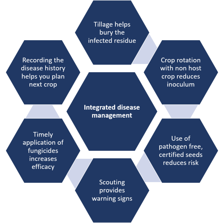 Integrated disease management plan graph