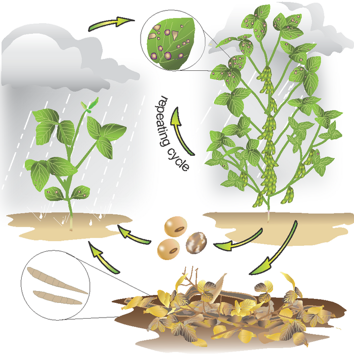 Frogeye leaf spot disease cycle graph