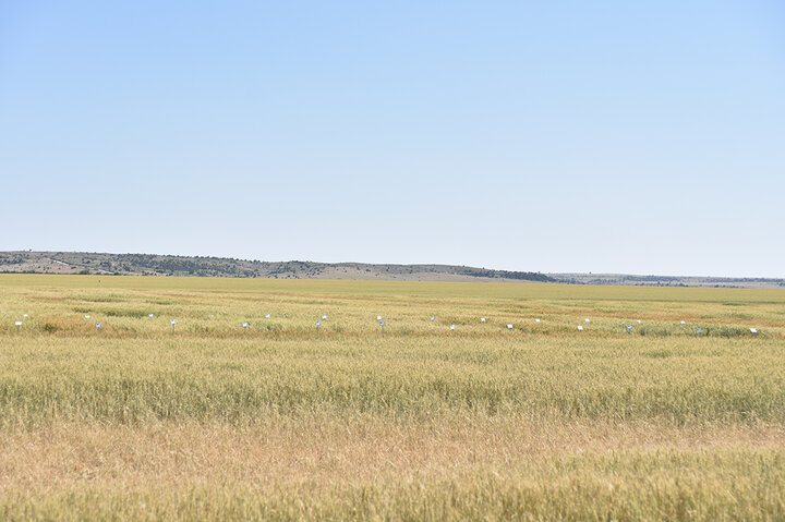 Hail damaged wheat field