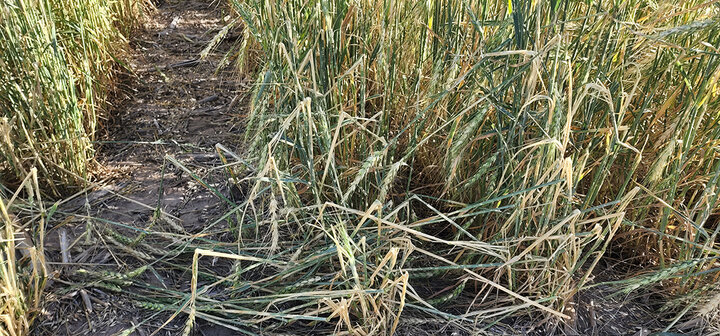 Hail damaged wheat field