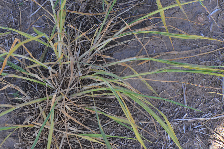 Hail damaged wheat field