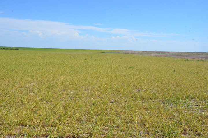 Hail damaged wheat field