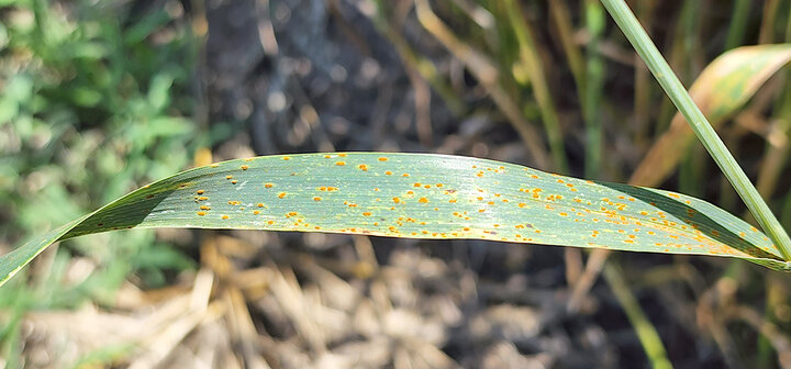 Leaf rust