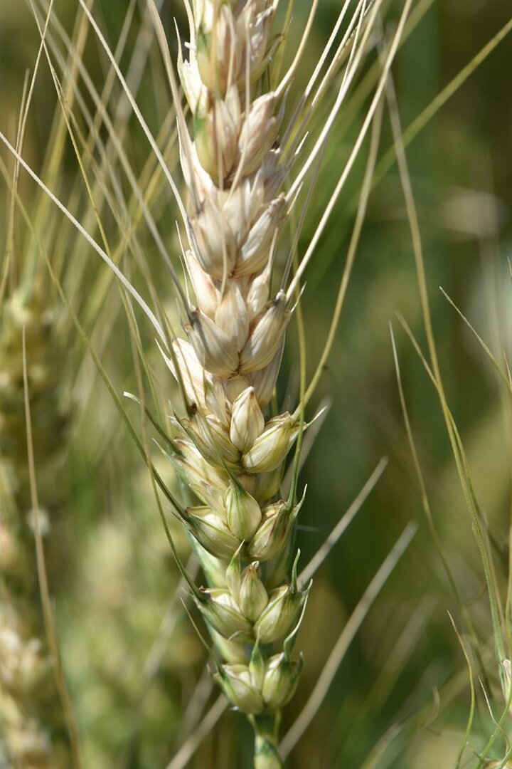 Fusarium head blight